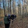 Group of hikers entering a birch grove.