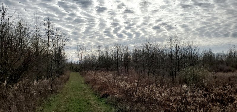 Trail mowed through reclaimed mine ground.