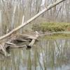 Old oxbow of the Patoka River