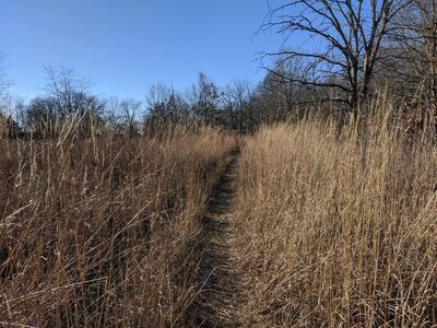 Running through tall grasses.