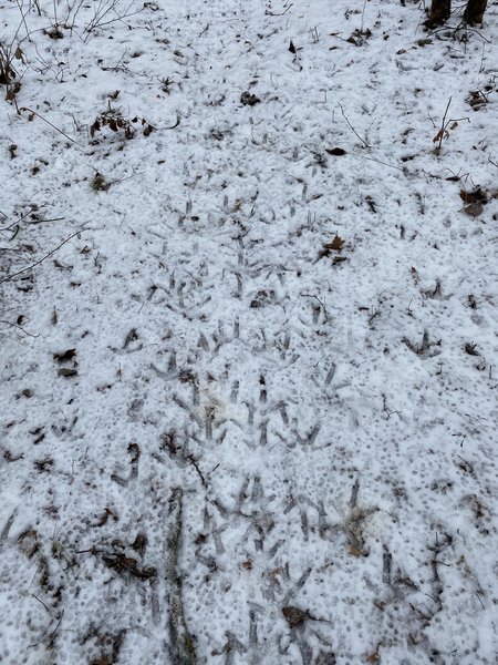 Turkey tracks on the trail