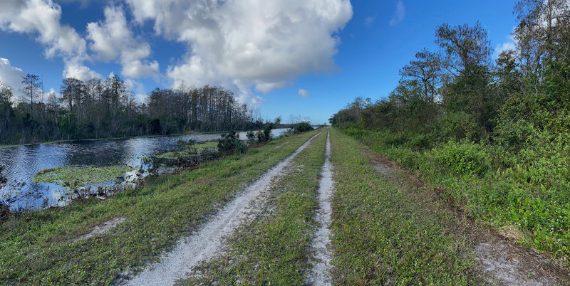 Watch for gators and wading birds in the canals along the trails. On your left the trees host Woodpeckers, Hawks and Osprey