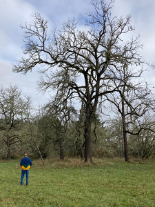 Watching a Grey squirrel in an old oak tree.