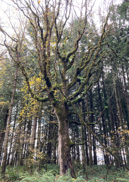 Oak savvana transistions to fir forest.