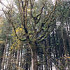 Oak savvana transistions to fir forest.