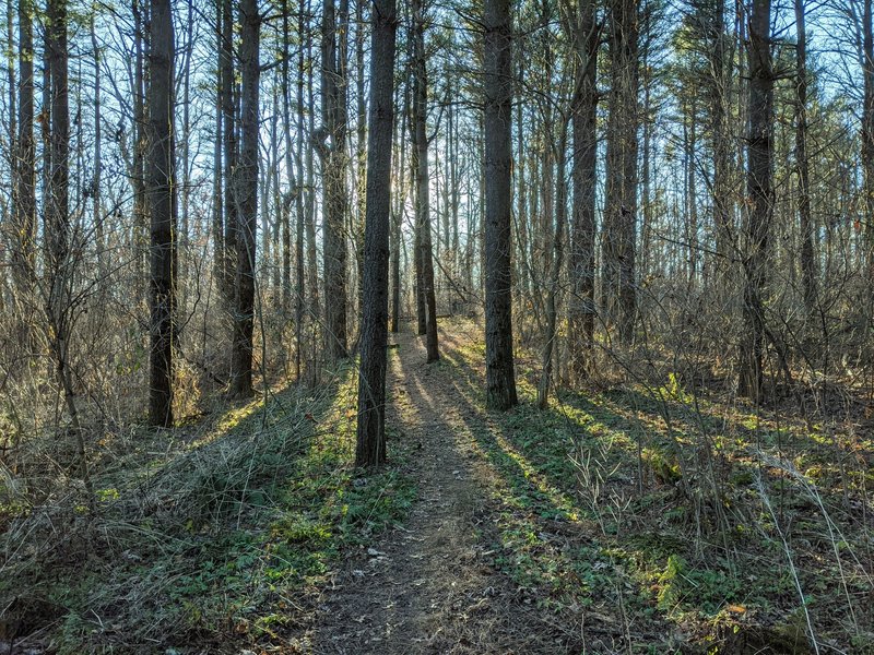 Great section through a pine grove