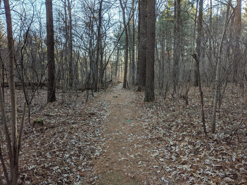 Running on pine needles