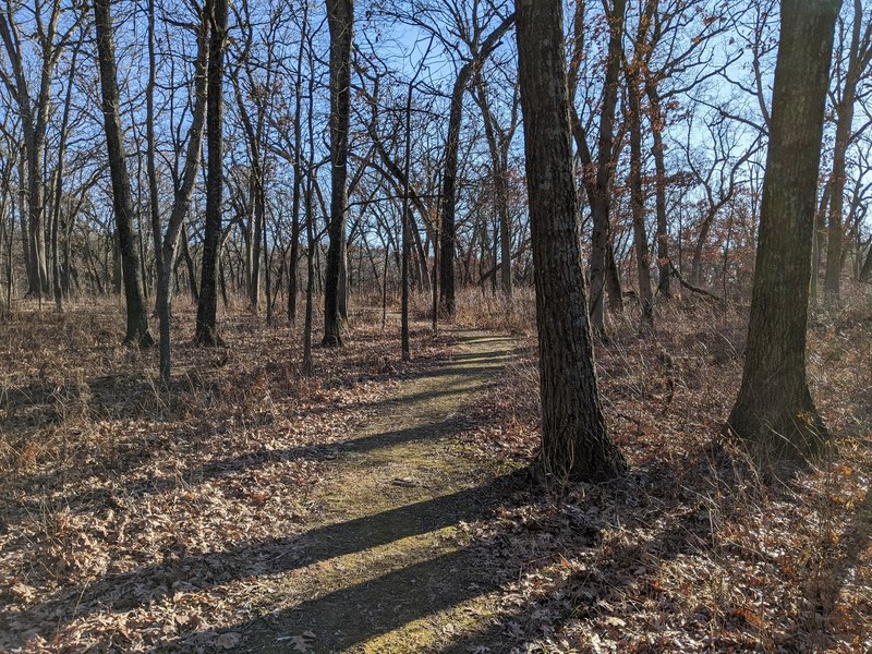 A mossy trail