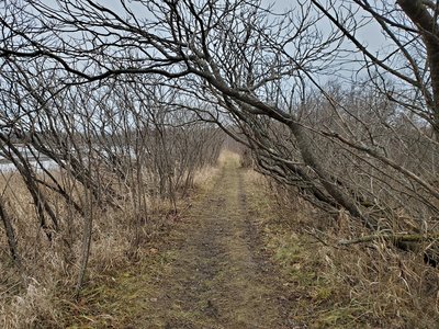 Trees growing over path