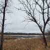 Milburn Creek wetlands in early winter