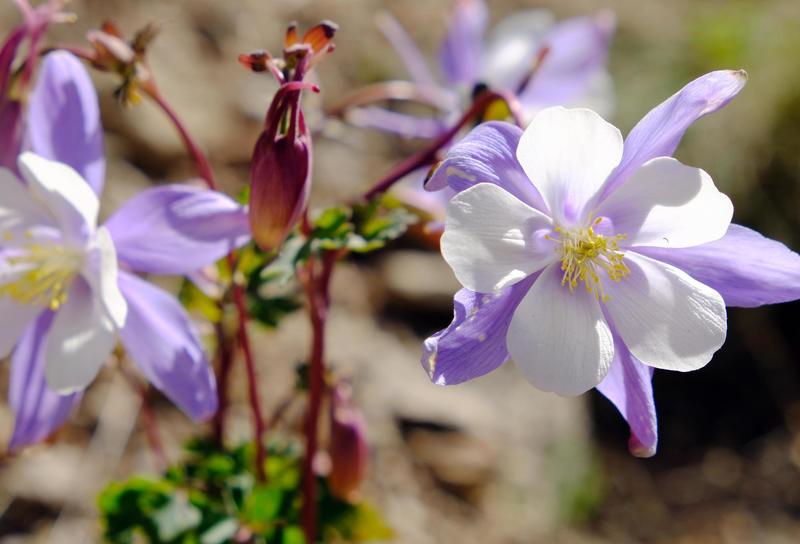 Columbine flower