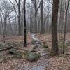 The trail with one of many rocky sections.