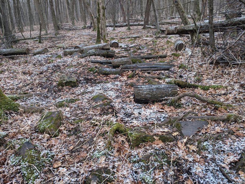 A muddy and rocky section of trail with random logs, quite a few sections like these.