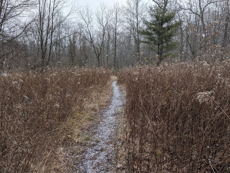 The trail opens up toward the south end.