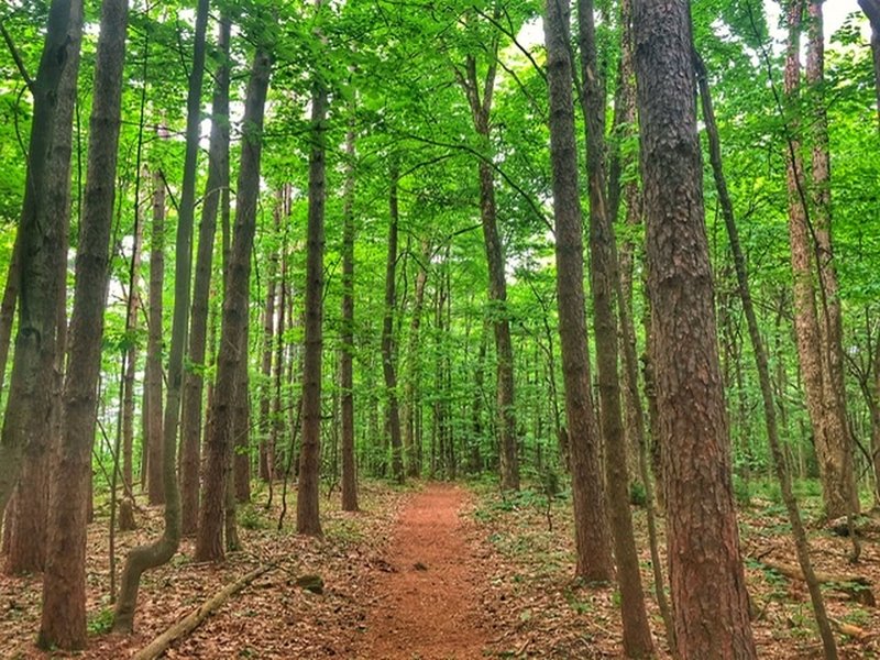 Walking through the pines on the south ridge trail