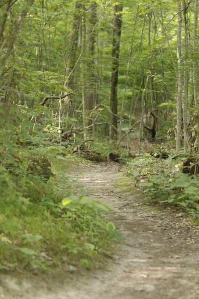 Lakeshore Trail peninsula singletrack is a peaceful hike and run.