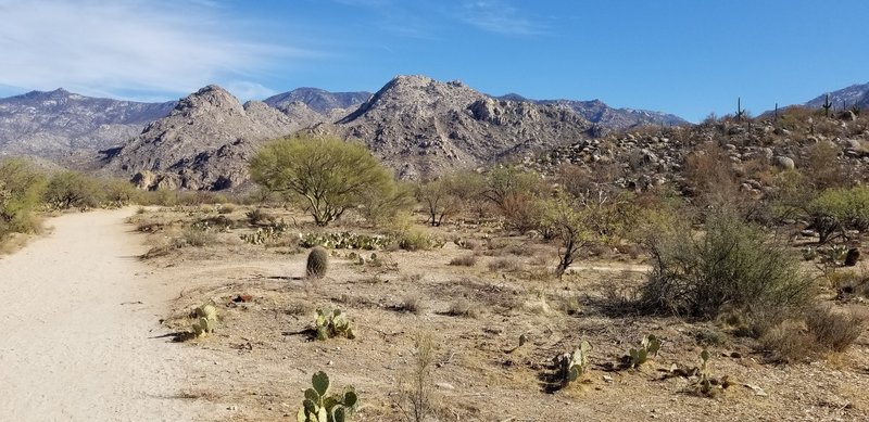 Looking east at the Catalina's on one of the many slightly sloping, wide parts of the trail.