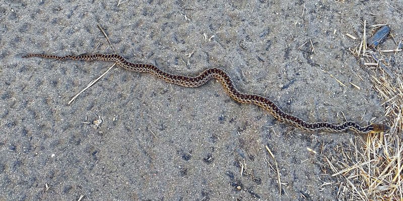 California Gopher Snake getting comfortable on the trail.