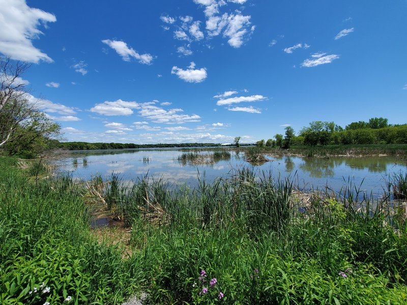 Beaver lodge in the Cataraqui River.