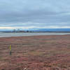 View across the marsh from the North Observation Platform toward the Cooley Landing Education Center.