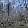 South facing hillside along the creek.