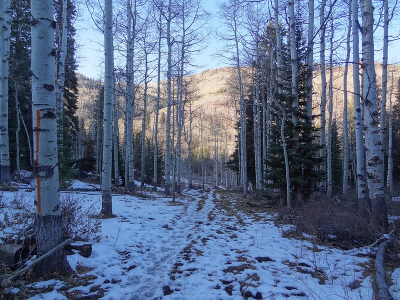 View towards trailhead of  Williams Trail