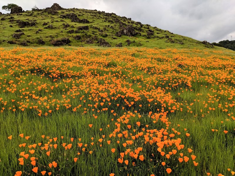 Poppy season at the park!