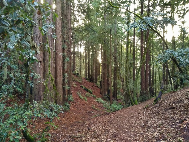 A small seasonal stream drops into the valley to the right, as Giant Twins Trail bends around its upper reaches in the mixed redwood forest.