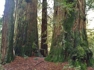 The Giant Twins, over 200 years old, are the two big redwoods here. Just for comparison, the smaller redwood at the left is about two feet across.