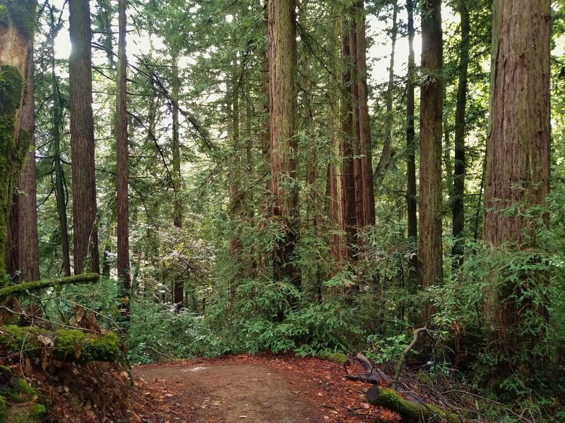 The mixed redwood forest of Rock Springs Trail as it heads south down into the valley.