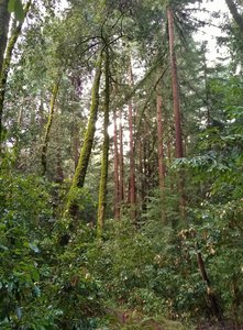 Moss covered trees, redwoods, ferns and other dense low growth along Rock Springs Trail.