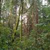 Moss covered trees, redwoods, ferns and other dense low growth along Rock Springs Trail.