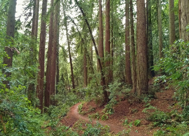 Rock Springs Trail winds through towering redwoods in the mixed redwood forest.