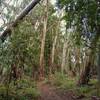 Eucalyptus trees with their light colored shaggy bark, are mixed in with others at the east end of Sprig Trail.