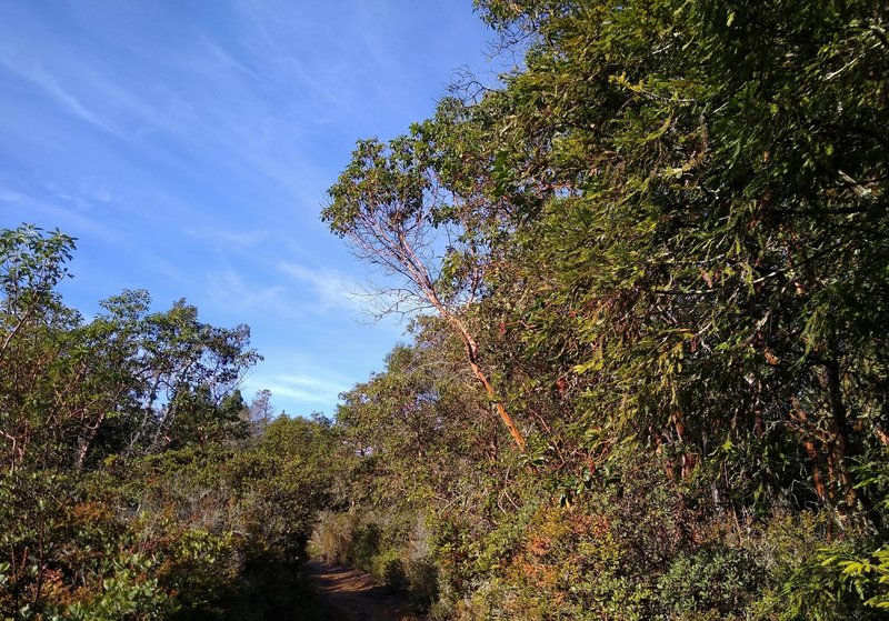 Manzanita trees with their smooth orange limbs, are found with the brush, in a high open stretch of Sprig Trail.