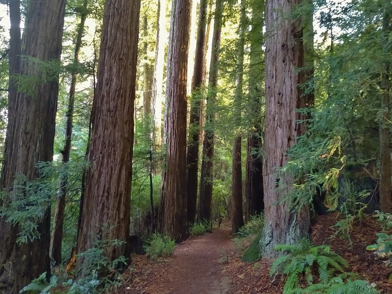 Much of Sprig Trail winds through the towering redwoods of the mixed redwood forest.