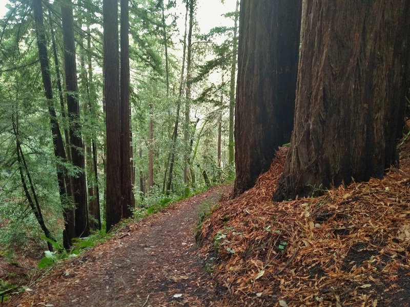 Towering redwoods to the right, and the steep sided Black Canyon valley to the left, along Sprig Trail.