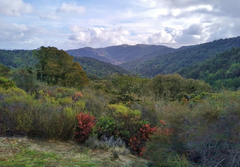 The forested ridges of the Santa Cruz Mountains with some winter color, seen from an open stretch along Ridge Trail.