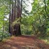 Hiking west on Ridge Trail, the first redwoods start to appear. Just scattered at first, as one continues west, they take over the mixed redwood forest.