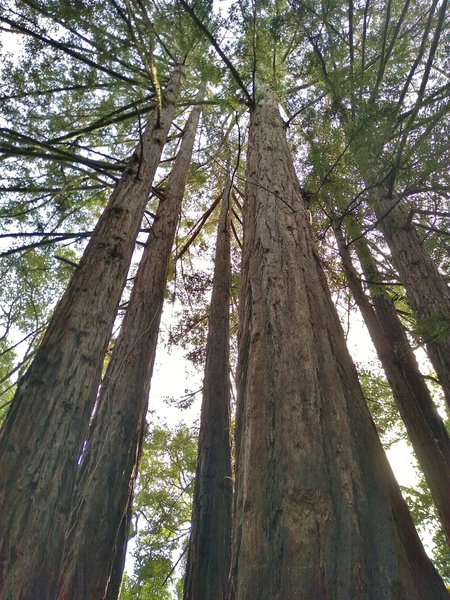 Towering redwoods along Ridge Trail.