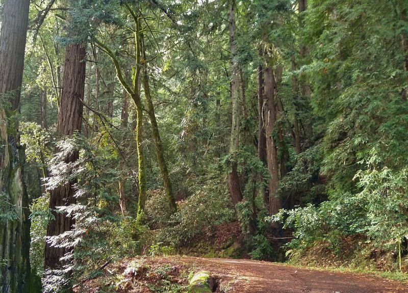 Just pretty, mixed redwood forest with the weak December sunlight filtering through the trees along Ridge Trail in Mt. Madonna County Park.