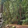 Just pretty, mixed redwood forest with the weak December sunlight filtering through the trees along Ridge Trail in Mt. Madonna County Park.