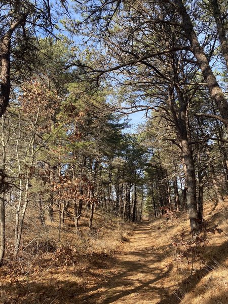 Trail through pine tree grove