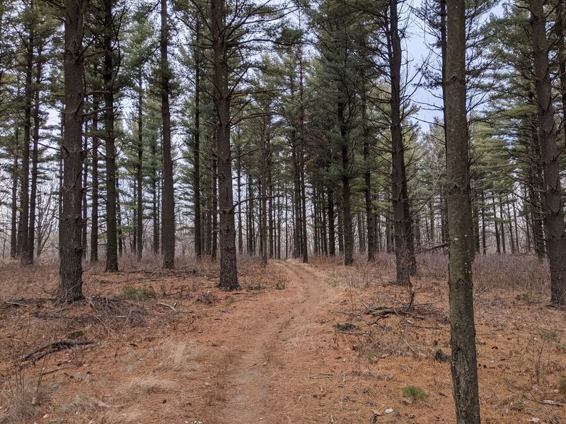 One of the many pine forests.