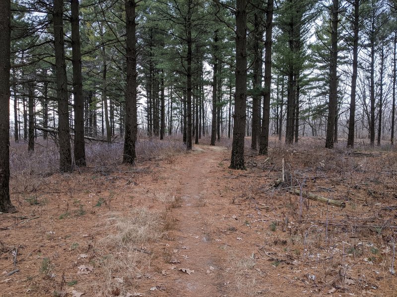 Awesome pine plantation