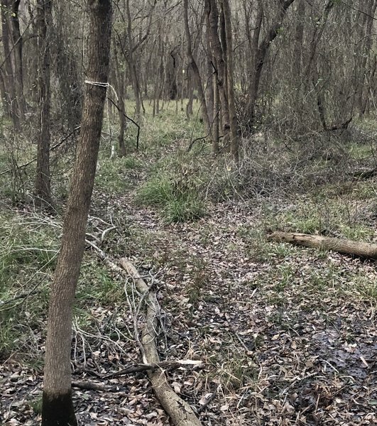 Southern entrance to Yellow Tape Trail from Kobs Trace. Note yellow blazes on trees.