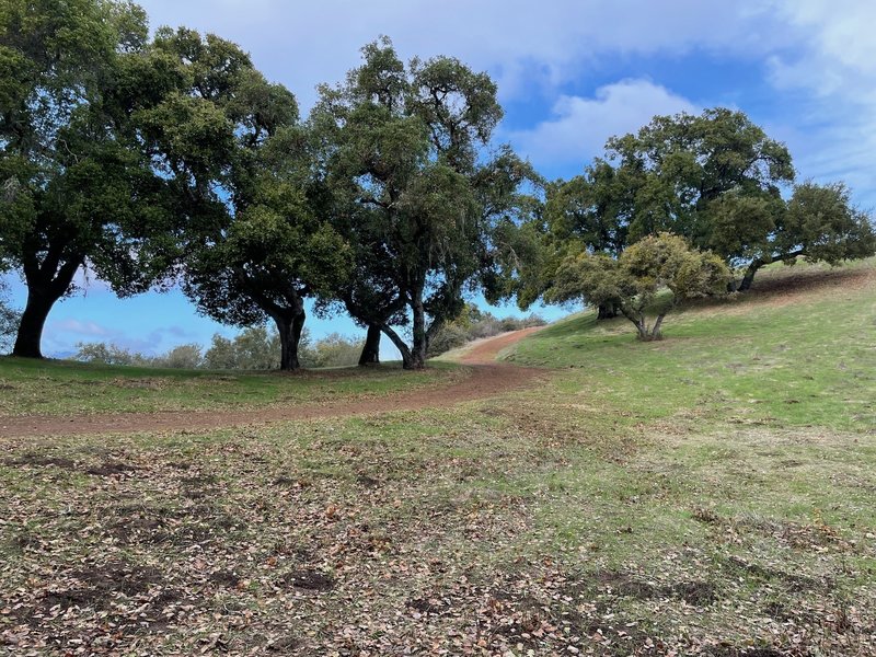 Open meadow at the top of the first climb.