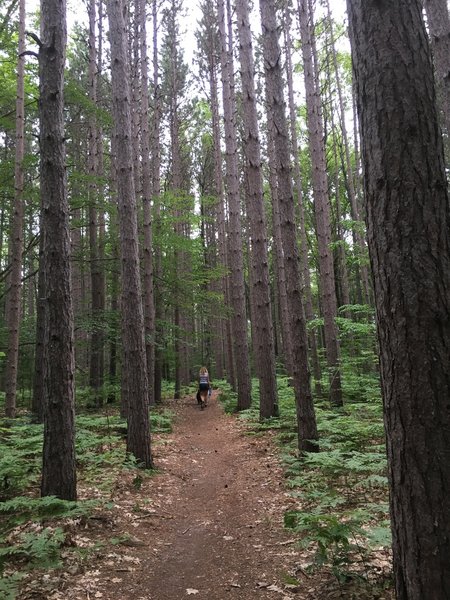 Section of the Lost Lake Pathway