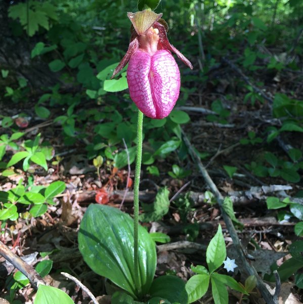 Cypripedium acaule - Pink Lady Slipper - Island on Lake Dubonnet Spring 2020