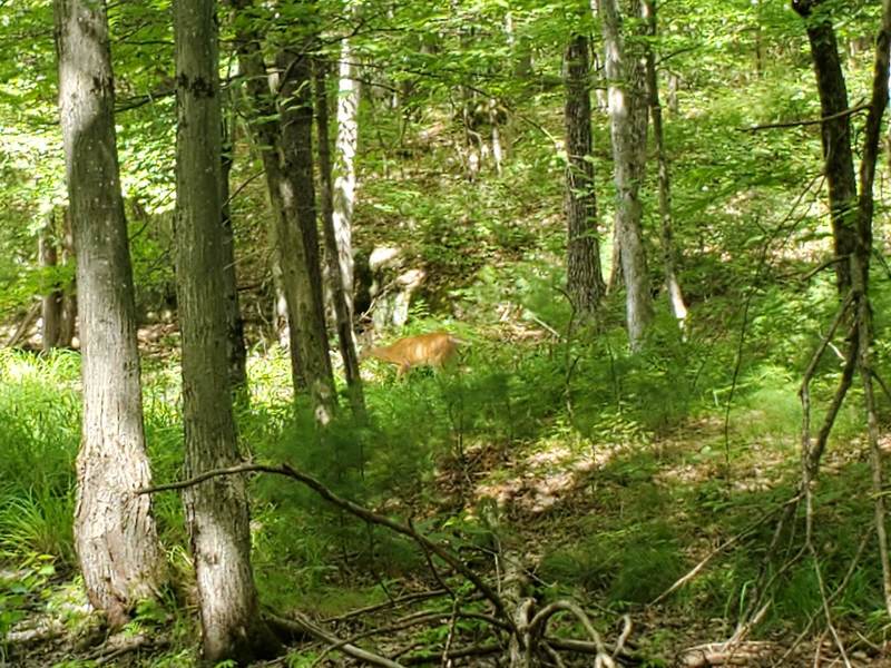 Doe spotted at Murphys Point Provincial Park